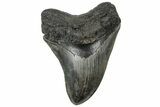 Serrated, Fossil Megalodon Tooth - South Carolina #310402-1